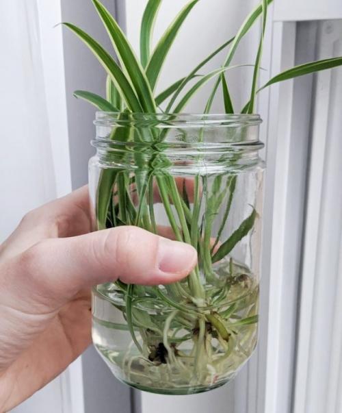 Какие признаки готовности растения к нарезке черенков. Срезка черенков