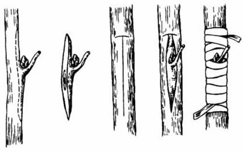Прививка плодовых деревьев весной: всё, что нужно знать 02
