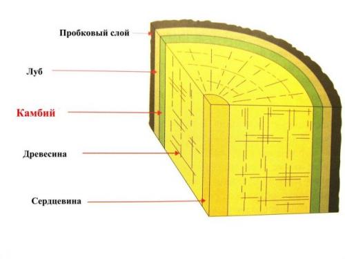 Какие инструменты необходимы для заготовки черенков. Теоретическая часть операции «прививка»