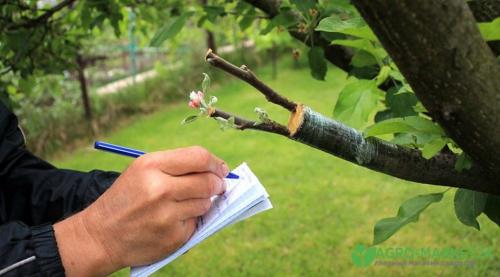 Прививка плодовых деревьев весной: всё, что нужно знать 03