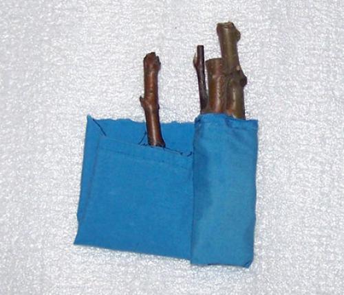 Преимущества размножения яблони зелеными черенками: почему это эффективно 03