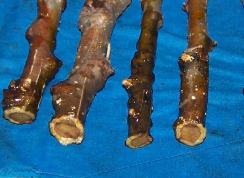 Преимущества размножения яблони зелеными черенками: почему это эффективно 06