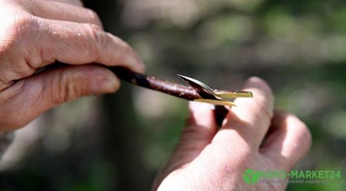 Прививка плодовых деревьев весной: всё, что нужно знать 04