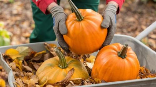 Влияет ли срок сбора тыкв на их хранение и как это учитывать. Все о сроках уборки тыквы