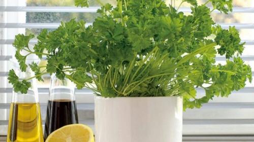 Как правильно выращивать петрушку в домашних условиях. Как вырастить петрушку на подоконнике?