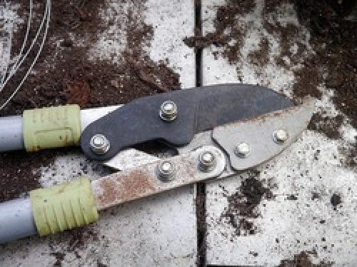 Влияет ли погода на успех заготовки черенков. Заготовка черенков зимой