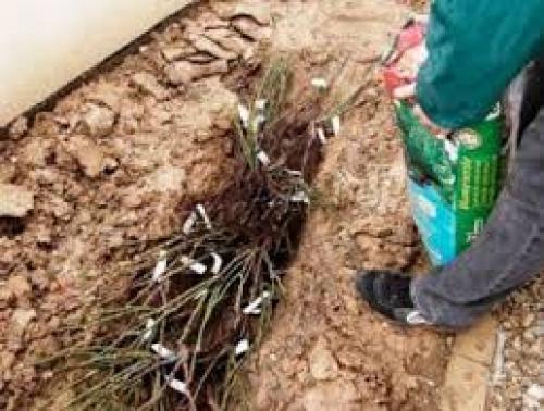 Как хранить черенки до посадки. Осенняя прикопка саженцев