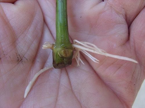 Какие части растения лучше всего брать для черенков. Тонкости и хитрости черенкования растений