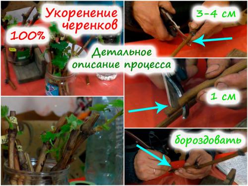 Какие распространенные ошибки допускаются при сборе и подготовке черенков. Подготовка черенков