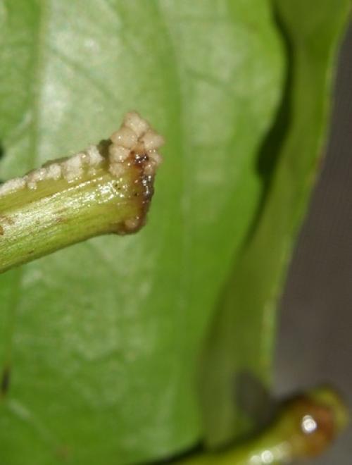 Какие части растения лучше всего брать для черенков. Тонкости и хитрости черенкования растений