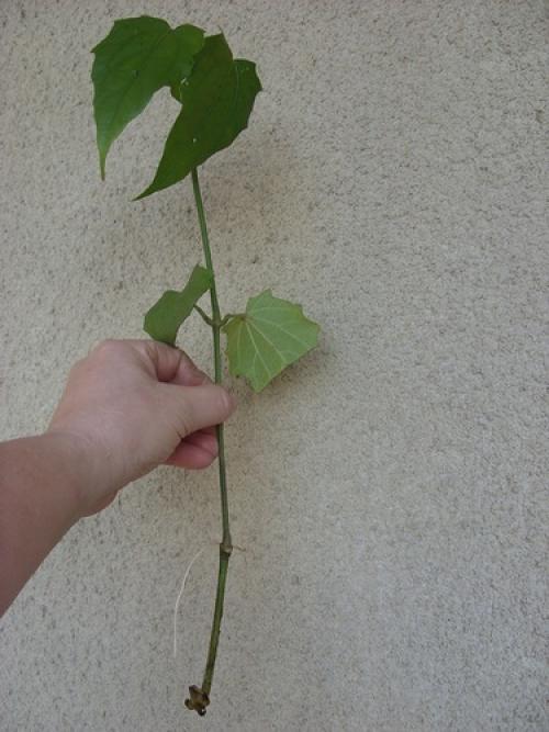 Какие части растения лучше всего брать для черенков. Тонкости и хитрости черенкования растений