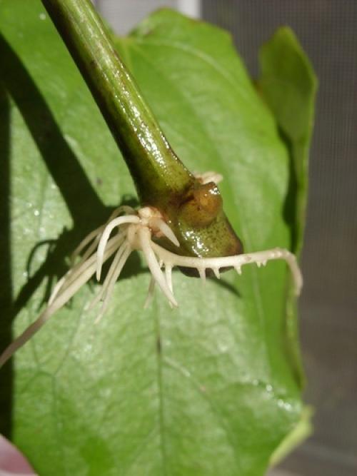 Какие части растения лучше всего брать для черенков. Тонкости и хитрости черенкования растений