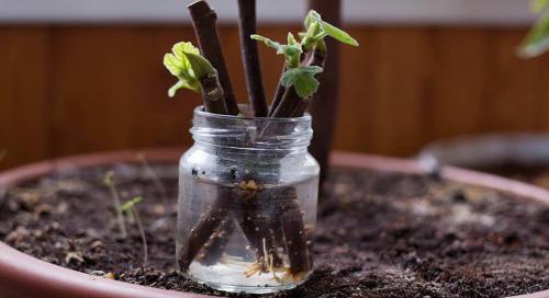 Когда и как заготавливать черенки: полное руководство 07