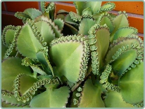 Когда и как заготавливать черенки: полное руководство 12