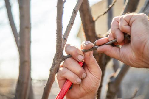 Зачем нужна прививка яблони, и какие её преимущества. Прививка в плодовом саду: зачем она нужна и как ее проводить?