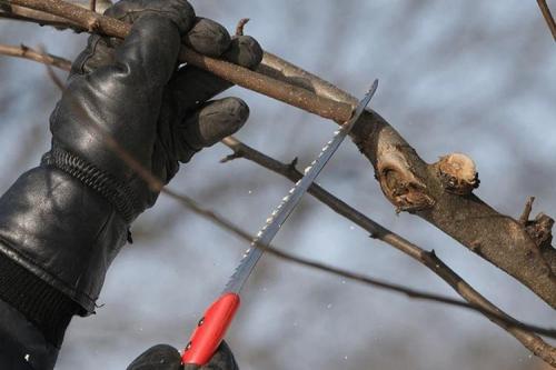 Прививка яблони пошагово для начинающих. Как привить яблоню весной - пошагово