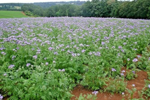 Плодовый сад и питомник: полезные советы для начинающих 06