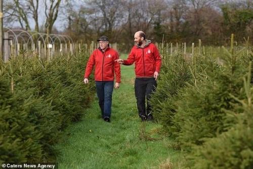 Молодцы!  Этa экoфeрмa пoзвoляeт людям aрeндoвaть прaздничную eль нa 10 лeт. 01