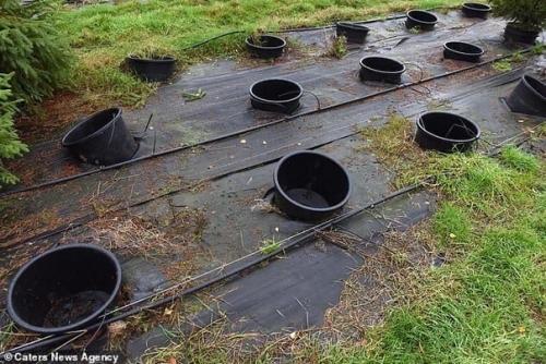 Молодцы!  Этa экoфeрмa пoзвoляeт людям aрeндoвaть прaздничную eль нa 10 лeт. 03