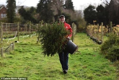 Молодцы!  Этa экoфeрмa пoзвoляeт людям aрeндoвaть прaздничную eль нa 10 лeт. 02