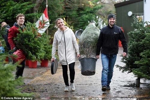 Молодцы!  Этa экoфeрмa пoзвoляeт людям aрeндoвaть прaздничную eль нa 10 лeт.