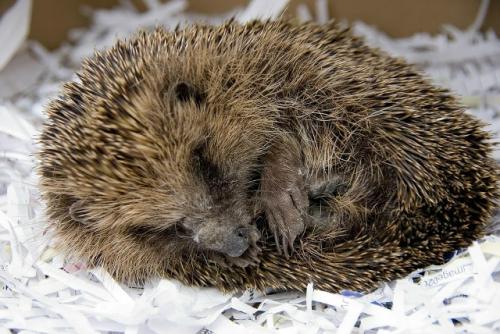Обнаружив неподвижного ежа в период холодов, не спешите думать, что он умер и не выбрасывайте его.  