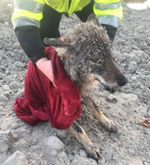 Спасли песика, упaвшего в ледяную рeку!  