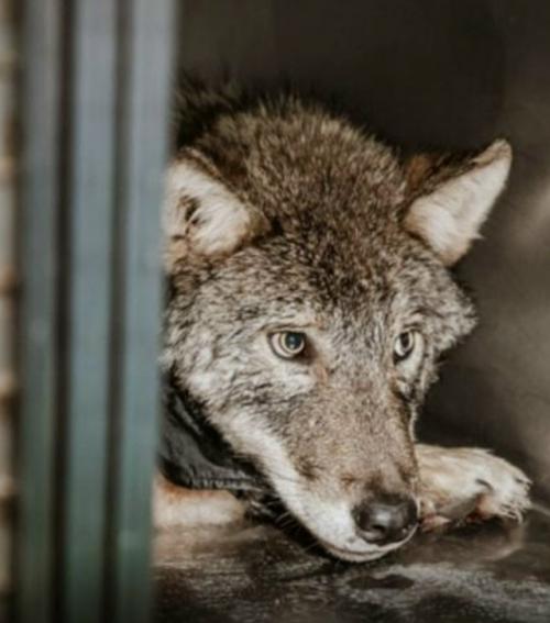 Спасли песика, упaвшего в ледяную рeку! 02