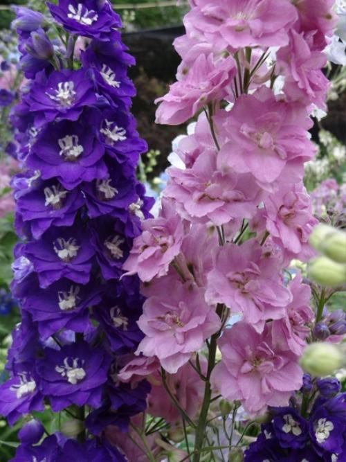 Автор: Татьяна диденкоморгунова. 01