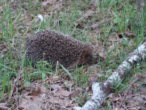 Вот такое чудо в выкопанную для столба ямку провалилось. 02