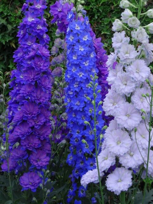 Автор: Татьяна диденкоморгунова. 02