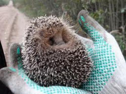 Вот такое чудо в выкопанную для столба ямку провалилось. 01