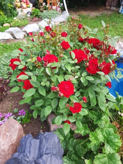 Автор: Тамара Русакова. 05