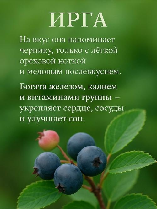 Малоизвестные сокровища ягодного царства. 01