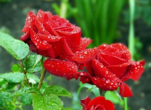 Обрезка растений способствует нормальному росту, развитию и цветению, она помогает придать кустарнику опрятную и красивую форму. 06 Обрезка растений способствует нормальному росту, развитию и цветению, она помогает придать кустарнику опрятную и красивую форму. 06