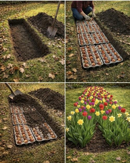 Уход за цветочными луковицами с помощью картонных лотков для яиц: простой способ траншейной посадки. 
