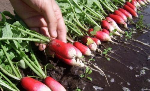 Редис неохотно растет в тяжелых суглинистый или закисленных почвах, зато вполне неплохо чувствует себя в рыхлых нейтрализованных субстратах.