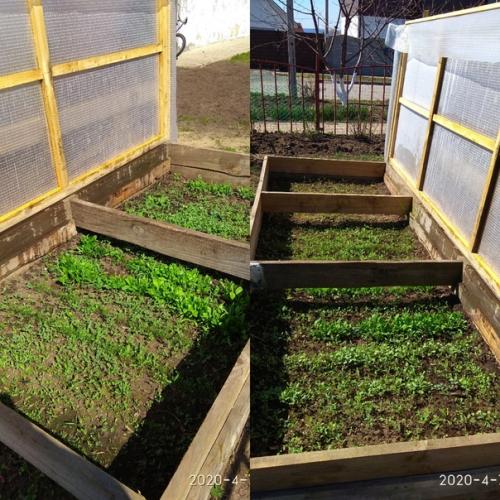 Первое закаливание рассады. 02