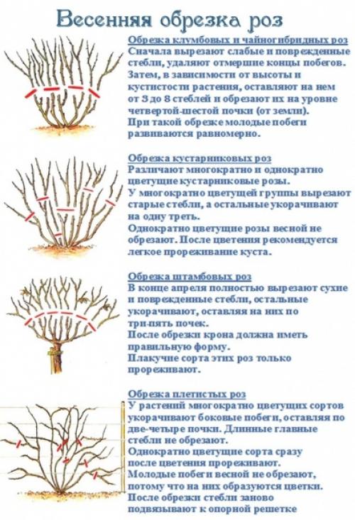 Обрезка растений способствует нормальному росту, развитию и цветению, она помогает придать кустарнику опрятную и красивую форму. 01 Обрезка растений способствует нормальному росту, развитию и цветению, она помогает придать кустарнику опрятную и красивую форму. 01
