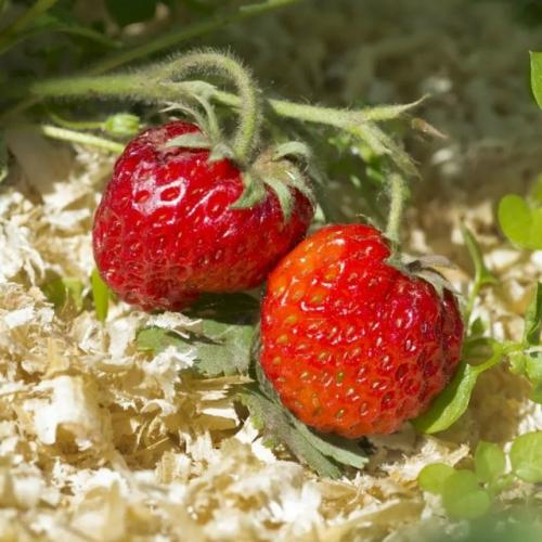 Древесные опилки - ценное удобрение для вашего сада. 
