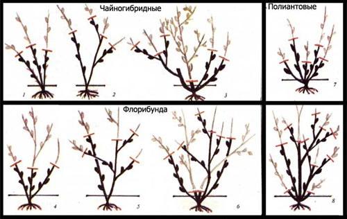 Обрезка растений способствует нормальному росту, развитию и цветению, она помогает придать кустарнику опрятную и красивую форму. 04 Обрезка растений способствует нормальному росту, развитию и цветению, она помогает придать кустарнику опрятную и красивую форму. 04