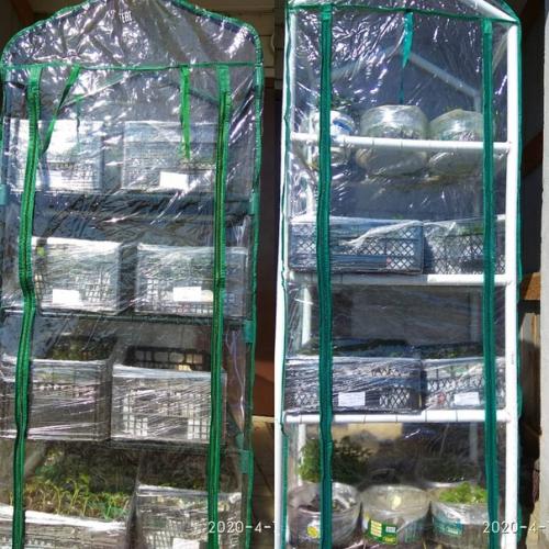 Первое закаливание рассады. 01