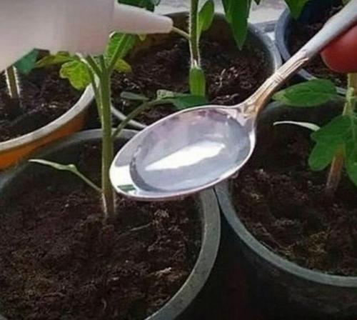 Моя соседка мощную и крепкую рассаду выращивает.  