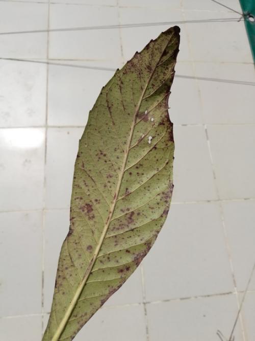 Добрый день, не подскажите, что это попортило листья мушмулы. 01