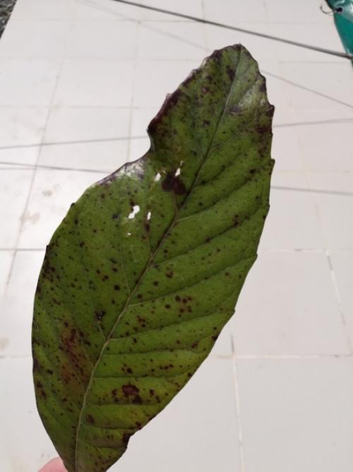 Добрый день, не подскажите, что это попортило листья мушмулы. 02