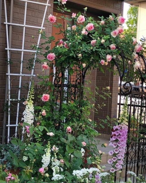 Арка с плетистыми розами. 05
