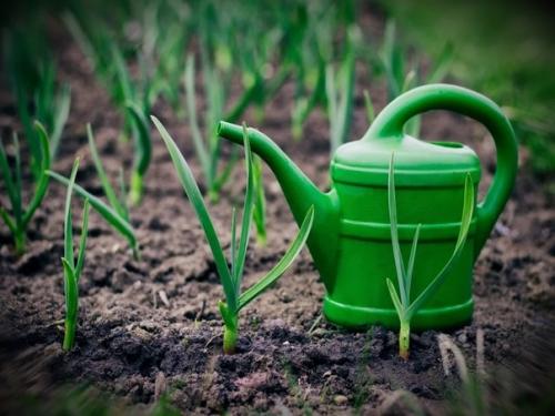 Улучшить вкус чеснока, увеличить его урожай можно с помощью полива подсоленной водой.