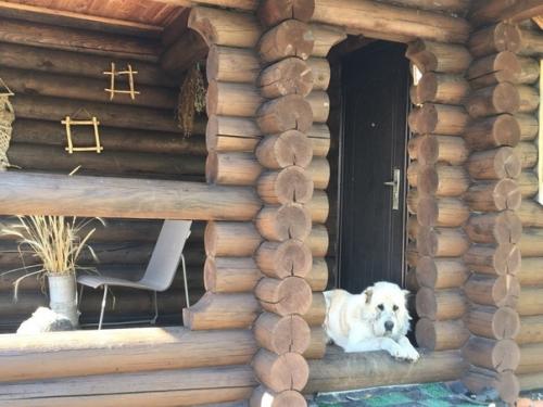 Автор: Регина молошник - янчева. 01