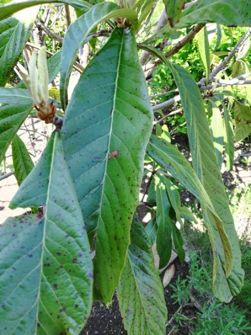 Добрый день, не подскажите, что это попортило листья мушмулы.