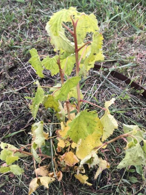 Товарищи, Help!  Подскажите, что могло случиться со смородиной?